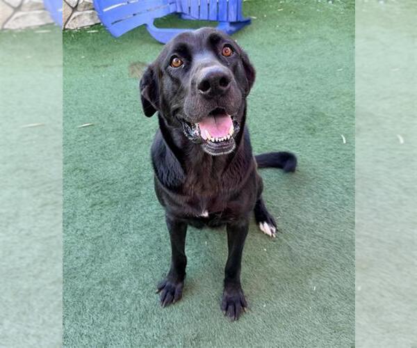 Medium Photo #1 Labrador Retriever-Unknown Mix Puppy For Sale in Sacramento, CA, USA