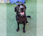 Small Labrador Retriever Mix