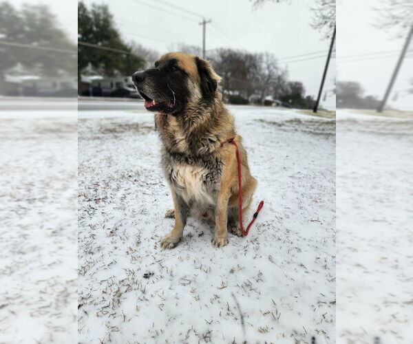 Medium Photo #8 Leonberger-Unknown Mix Puppy For Sale in Bullard, TX, USA
