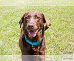 Small #3 Labrador Retriever