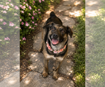 Small #5 Australian Shepherd Mix