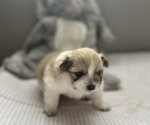 Small Photo #6 Pomeranian Puppy For Sale in EMPORIA, VA, USA