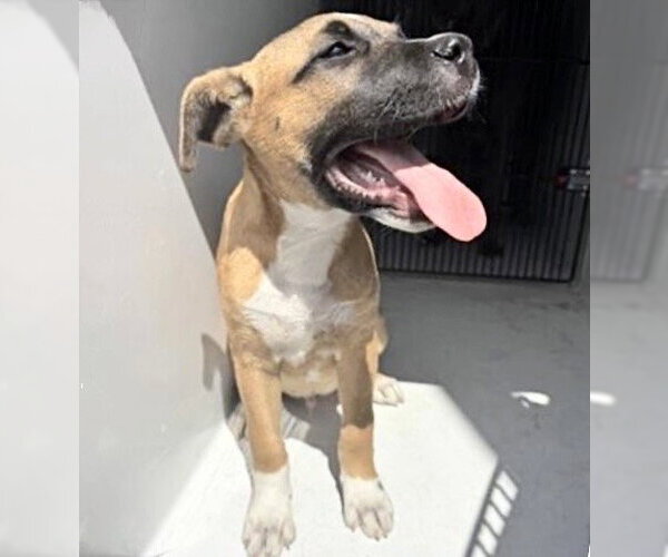 Medium Photo #1 Black Mouth Cur-Unknown Mix Puppy For Sale in Houston, TX, USA