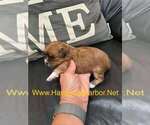 Small #1 Havanese