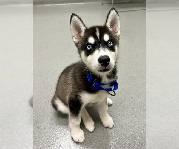 Medium Photo #1 Siberian Husky Puppy For Sale in San Francisco, CA, USA