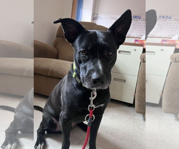 Medium Photo #1 American Pit Bull Terrier-Labrador Retriever Mix Puppy For Sale in Webster, WI, USA