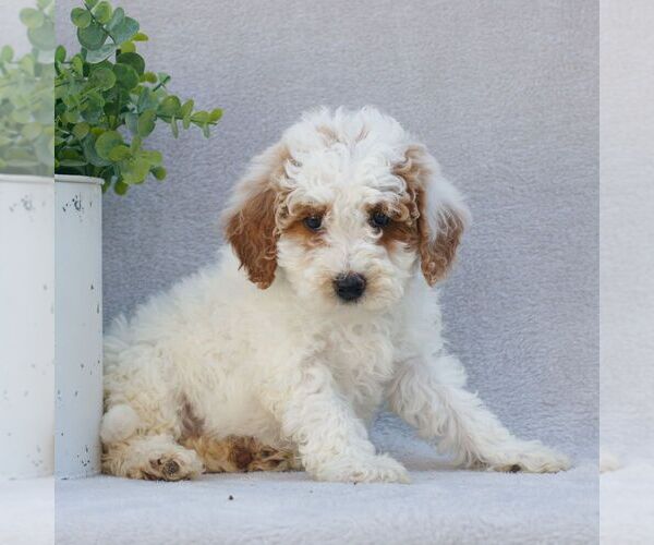Medium Photo #4 Goldendoodle (Miniature) Puppy For Sale in EPHRATA, PA, USA