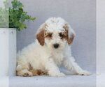 Small #3 Goldendoodle (Miniature)