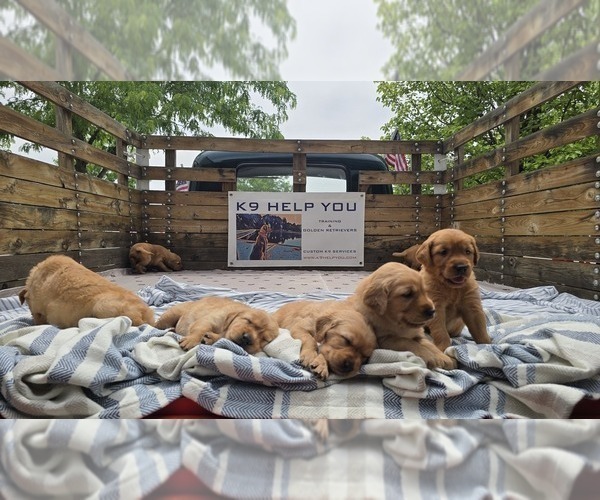 Medium Photo #1 Golden Retriever Puppy For Sale in FORT COLLINS, CO, USA