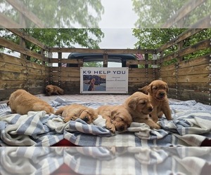 Golden Retriever Puppy for sale in FORT COLLINS, CO, USA