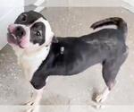 Small #1 Boston Terrier Mix