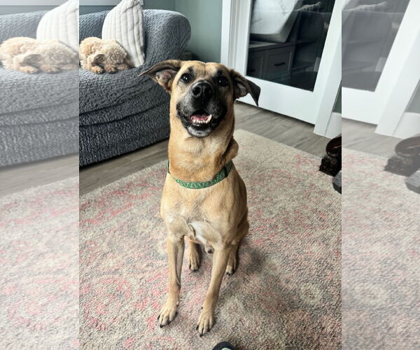 Medium Photo #3 Black Mouth Cur-Unknown Mix Puppy For Sale in The Woodlands, TX, USA