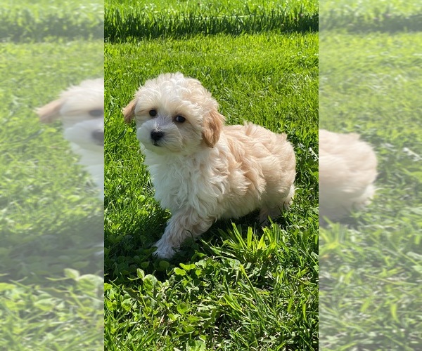 Medium Photo #4 Maltipoo Puppy For Sale in CANOGA, NY, USA