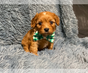 Cavapoo Puppy for sale in CAMPBELLSVILLE, KY, USA