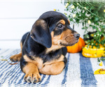 Small #3 Golden Retriever-Jack Russell Terrier Mix