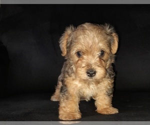 Yorkshire Terrier Puppy for sale in SHELBY, NC, USA