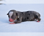 Small #1 Miniature Australian Shepherd