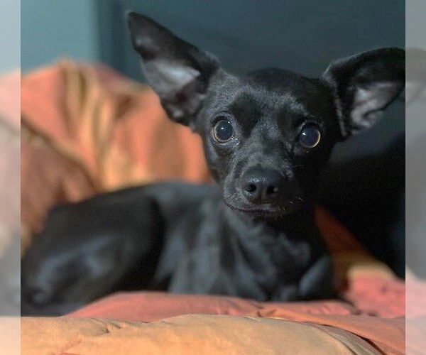 Medium Photo #2 Chihuahua-Unknown Mix Puppy For Sale in St. Louis Park, MN, USA