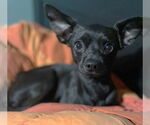 Small #1 Chihuahua Mix