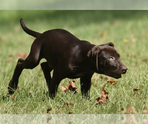 Medium Photo #2 Chocolate Labrador retriever-Pointer Mix Puppy For Sale in Mechanicsburg, PA, USA