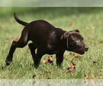 Small Photo #2 Chocolate Labrador retriever-Pointer Mix Puppy For Sale in Mechanicsburg, PA, USA