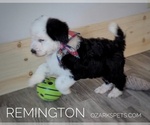 Small Photo #10 Sheepadoodle Puppy For Sale in SEYMOUR, MO, USA