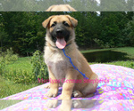 Small #3 German Shepherd Dog