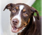 Small Labrador Retriever Mix