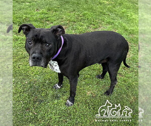 Medium Photo #4  Puppy For Sale in , 