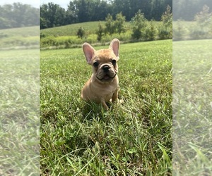 French Bulldog Puppy for sale in DAVIDSONVILLE, MD, USA