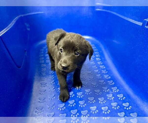 Medium Photo #3 Border Collie-Unknown Mix Puppy For Sale in Cave Creek, AZ, USA