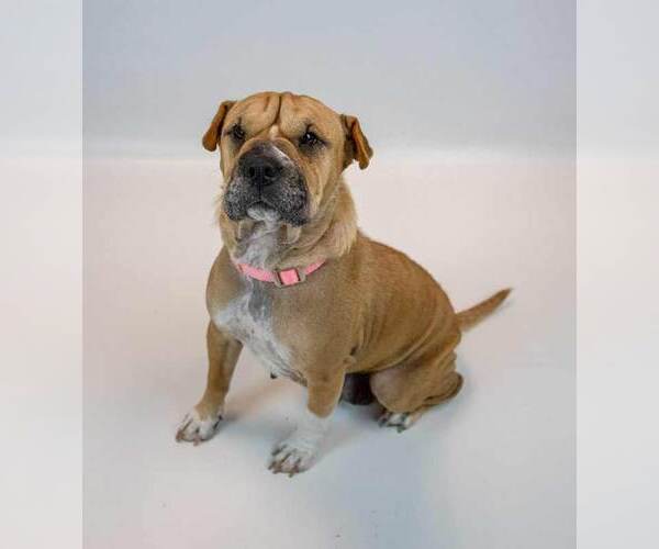 Medium Photo #5 Mutt Puppy For Sale in Kennesaw, GA, USA
