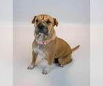 Small #4 Mutt