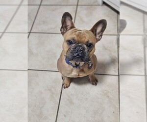 French Bulldog Puppy for sale in SARASOTA, FL, USA