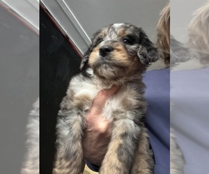 Bernedoodle Puppy for Sale in MIDLAND, Michigan USA