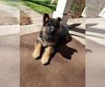 Small Photo #10 German Shepherd Dog Puppy For Sale in LOUISA, VA, USA