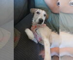 Small #1 Mutt