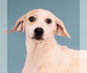 Beagle-Border Collie Mix Dogs for adoption in Sheridan, CO, USA