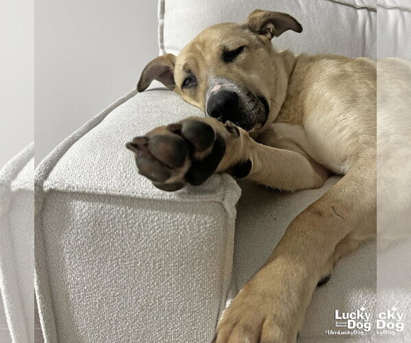 Medium Photo #4 Mutt Puppy For Sale in Washington, DC, USA