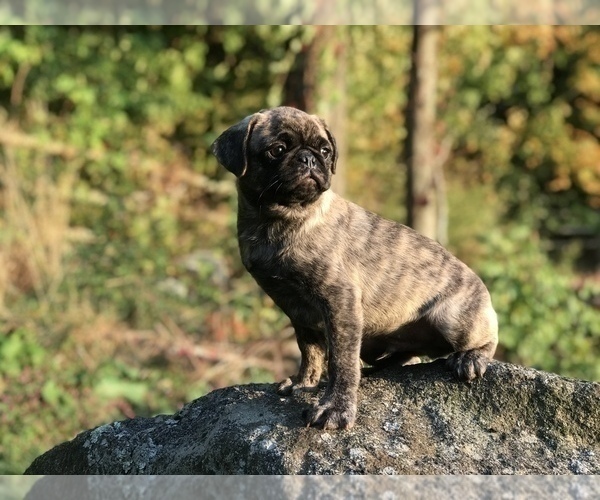 Medium Photo #3 Pug Puppy For Sale in CANTON, CT, USA
