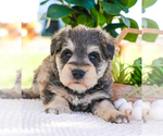 Small Photo #25 Schnauzer (Miniature) Puppy For Sale in SYRACUSE, IN, USA