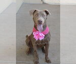 Small #2 American Pit Bull Terrier Mix
