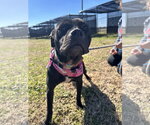 Small #6 American Staffordshire Terrier Mix