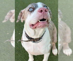 Catahoula Leopard Dog-Unknown Mix Dogs for adoption in Woodbury, NY, USA
