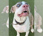 Small Catahoula Leopard Dog Mix