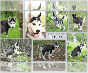 Siberian Husky Puppy for sale in NEOSHO, MO, USA