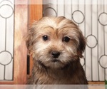 Small Photo #7 Shorkie Tzu Puppy For Sale in NAPLES, FL, USA