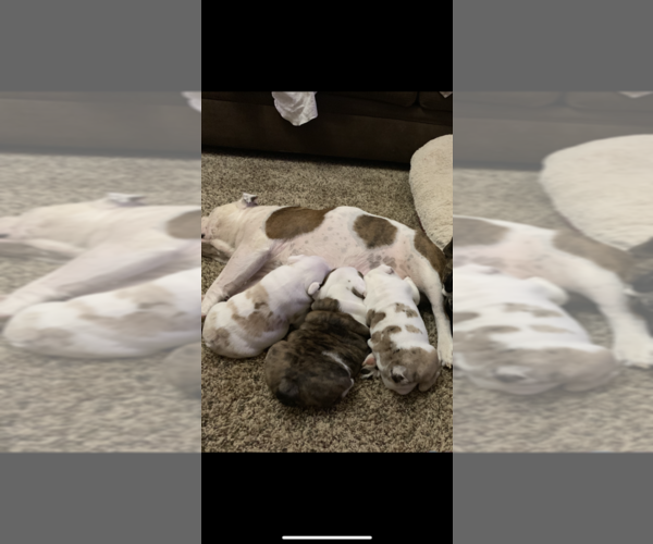 Medium Photo #4 English Bulldog Puppy For Sale in NAMPA, ID, USA