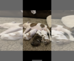 Small Photo #4 English Bulldog Puppy For Sale in NAMPA, ID, USA