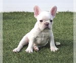 Puppy 3 French Bulldog